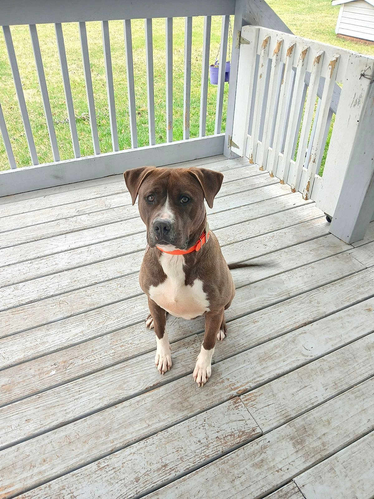 Bandit