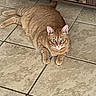 animal, cat, cute, domestic_animal, ears, feline, floor, fur, ginger_cat, green_eyes, indoor, looking, mammal, paws, pet, relaxed, resting, tabby, tile_floor, whiskers