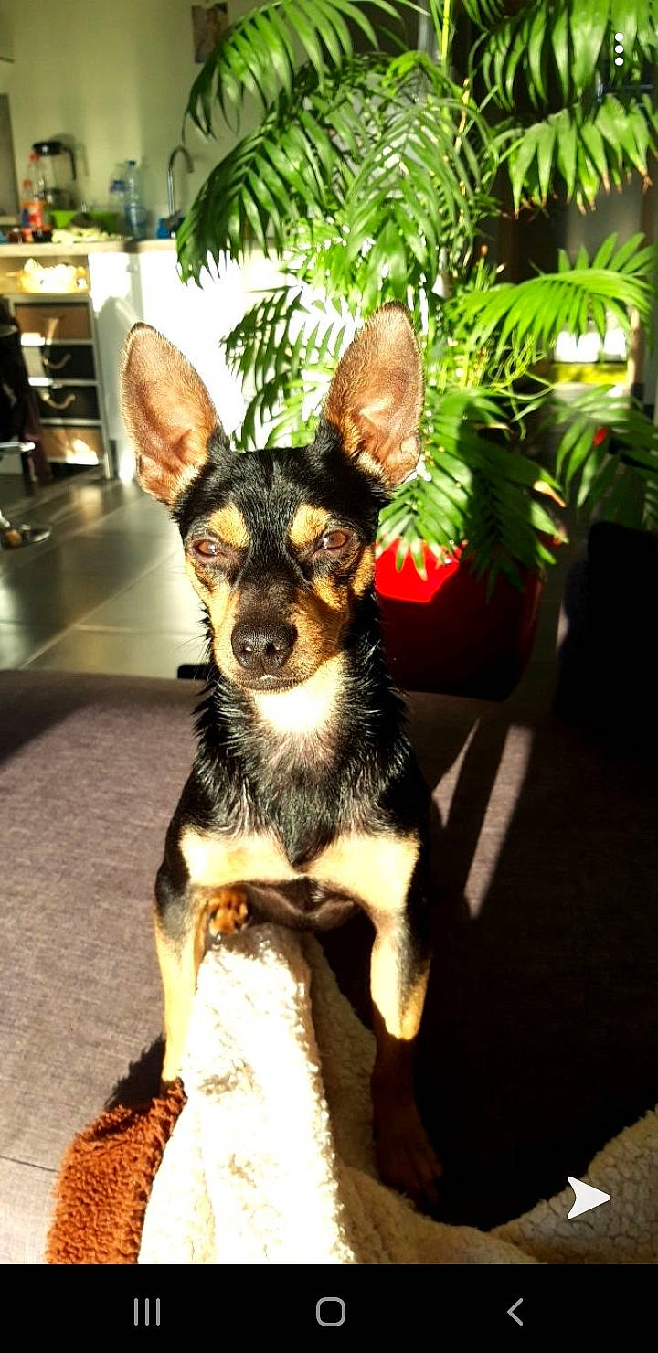 Filou participe au concours pour gagner de l'argent avec cette photo : canidae, carnivore, chihuahua, companion_dog, dog, dog_breed, english_toy_terrier, mammal, miniature_pinscher, prazsky_krysarik, puppy, rare_breed_dog, rat_terrier, russkiy_toy, snout, sporting_group, teddy_roosevelt_terrier, toy_dog, toy_fox_terrier, vertebrate