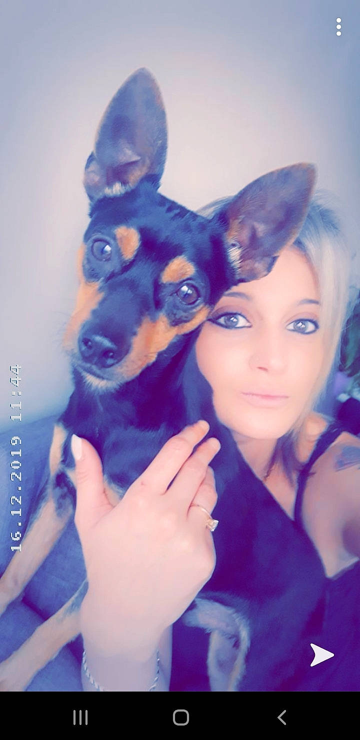 Filou a rejoint le concours — aidez-le/la à gagner de superbes lots ! canidae, carnivore, chihuahua, companion_dog, dog, dog_breed, ear, english_toy_terrier, german_pinscher, mammal, miniature_fox_terrier, miniature_pinscher, pinscher, prazsky_krysarik, russkiy_toy, skin, toy_dog, toy_fox_terrier, toy_manchester_terrier, vertebrate