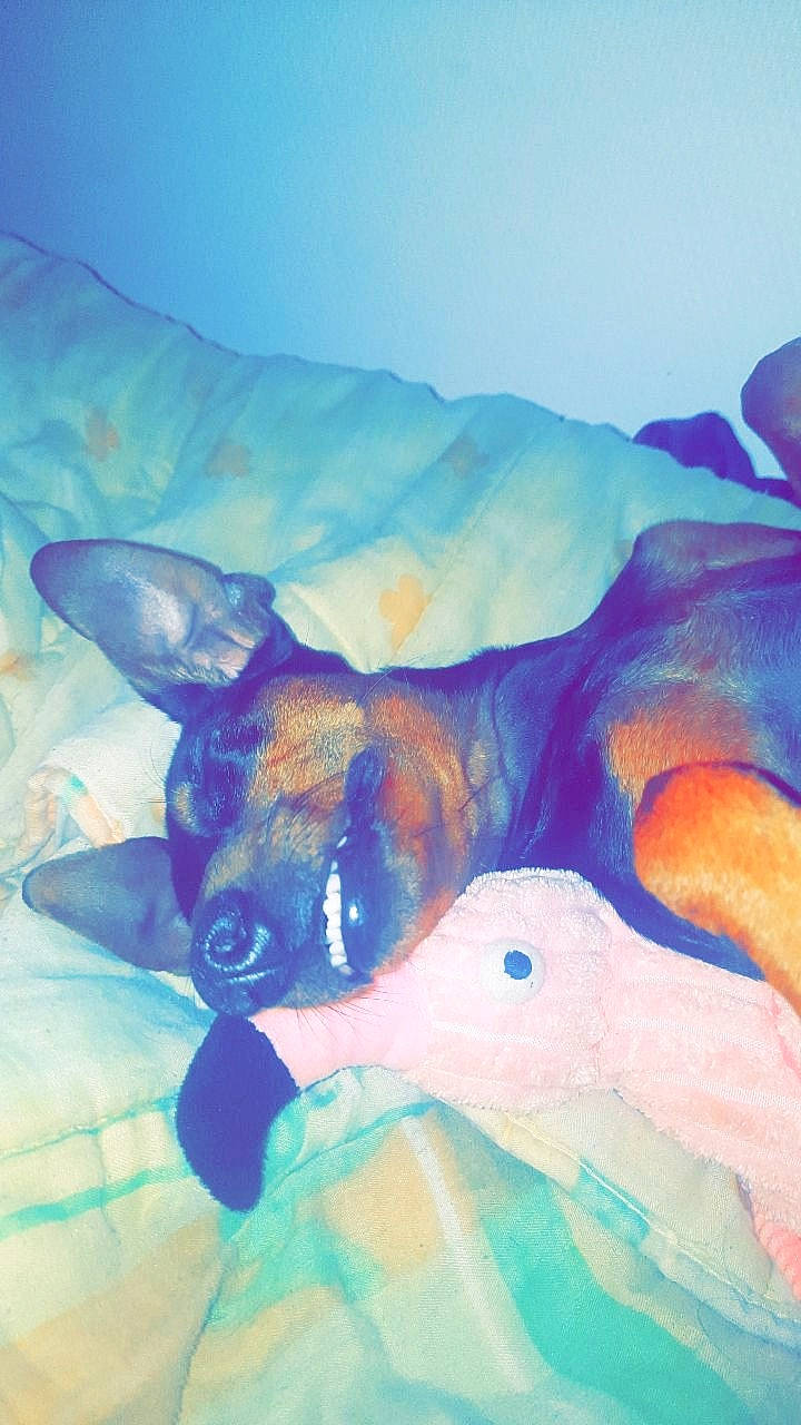 Shannel participe au concours pour gagner de l'argent avec cette photo : art, canidae, carnivore, companion_dog, dog, dog_breed, drawing, ear, electric_blue, fawn, illustration, paint, painting, snout, terrestrial_animal, toy_dog, visual_arts, watercolor_paint, whiskers, working_animal