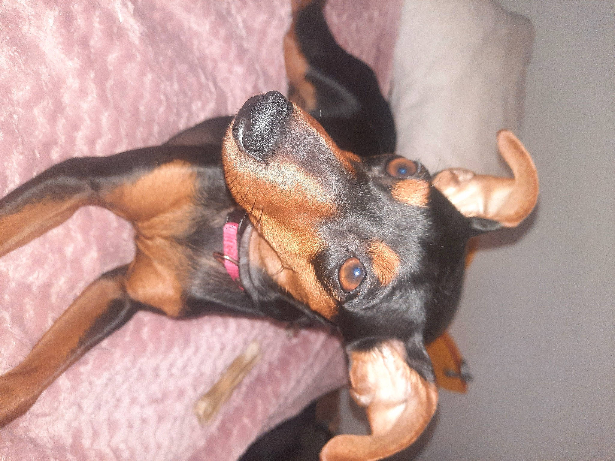 Shannel participe au concours pour gagner de l'argent avec cette photo : canidae, carnivore, claw, comfort, companion_dog, dog, dog_breed, ear, fawn, guard_dog, liver, paw, pinscher, sporting_group, toy_dog, whiskers, working_animal, working_dog