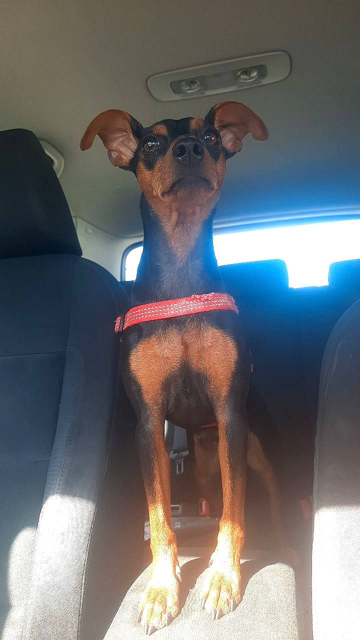 Shannel participe au concours pour gagner de l'argent avec cette photo : automotive_design, automotive_exterior, automotive_lighting, carnivore, companion_dog, dog, dog_breed, fawn, foot, fun, head_restraint, hood, human_leg, light, metal, thigh, vehicle_door, window, windshield, working_animal