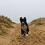 animal, beach, black_and_white, canine, daytime, dog, dune, energetic, excited, grass, happy, landscape, mid_air, motion, nature, outdoor, playful, running, sand, tongue