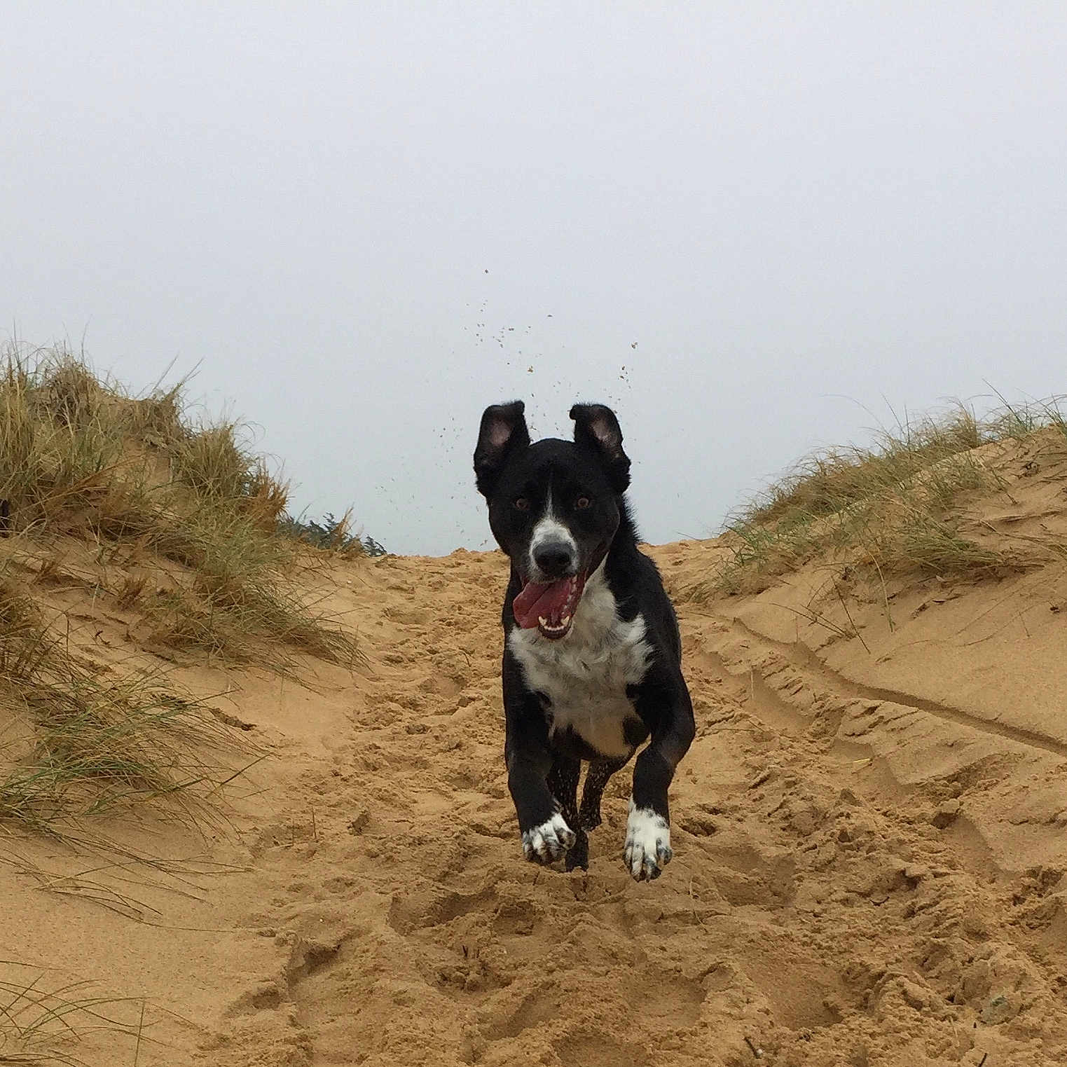 Bony a rejoint le concours — aidez-le/la à gagner de superbes lots ! animal, beach, black_and_white, canine, daytime, dog, dune, energetic, excited, grass, happy, landscape, mid_air, motion, nature, outdoor, playful, running, sand, tongue