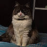cat, fluffy, sitting, bed, indoor, pet, feline, striped_bedspread, white_fur, brown_fur, green_eyes, collar, portrait, animal, domestic, furry, whiskers, ears, face, looking