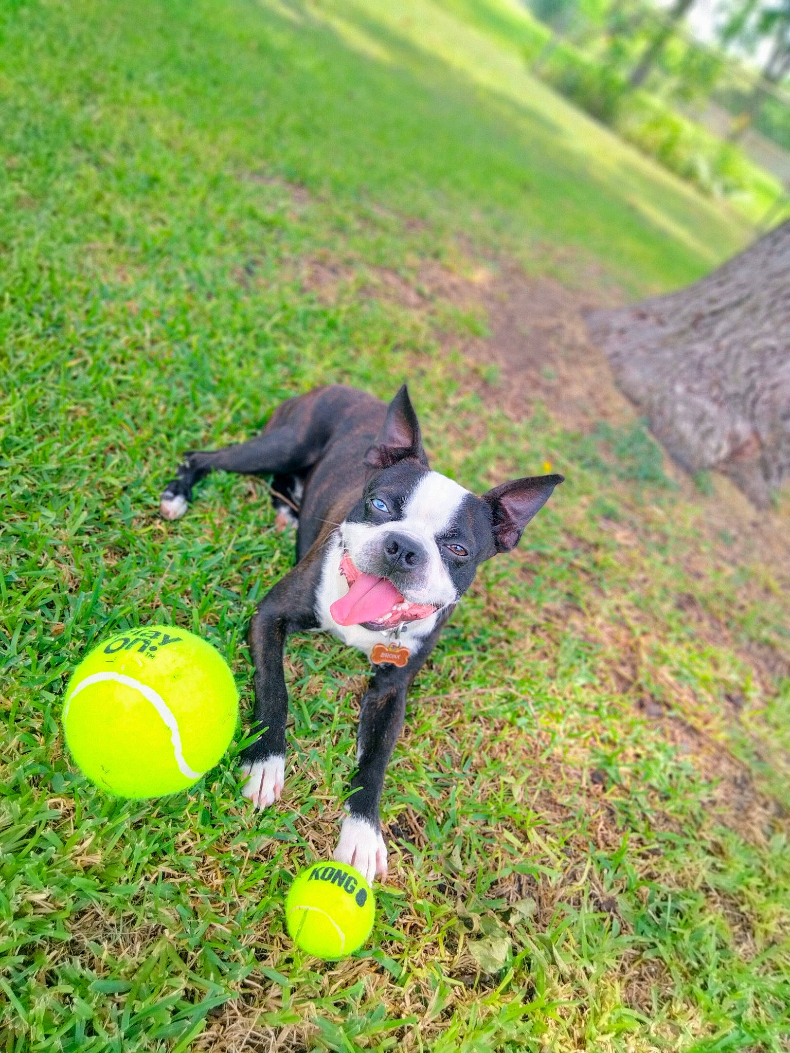 Bronx is registered to the contest to win money with this photo: ball, carnivore, companion_dog, disc_dog, dog, dog_breed, dog_sports, dog_supply, fawn, grass, grassland, plant, soccer_ball, sports_equipment, sports_toy, tail, tennis_ball, toy, tree, working_animal