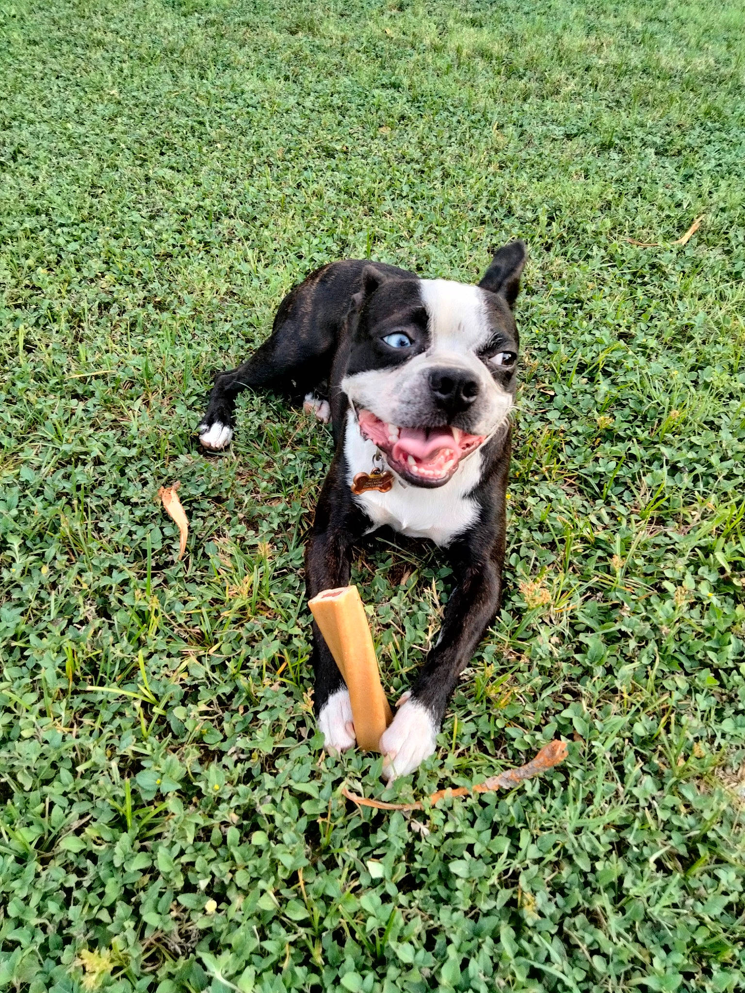 Bronx is registered to the contest to win money with this photo: annual_plant, canidae, carnivore, companion_dog, dog, dog_breed, dog_collar, fawn, garden, grass, groundcover, lawn, people_in_nature, plant, shrub, snout, sporting_group, tail, working_animal, working_dog