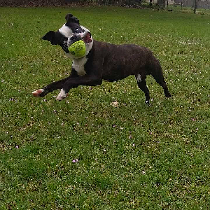 Bronx is registered to the contest to win money with this photo: boston_terrier, canidae, carnivore, companion_dog, dog, dog_breed, dog_collar, dog_sports, dog_supply, fawn, grass, grassland, pasture, pet_supply, plant, snout, sporting_group, tail, working_animal, working_dog