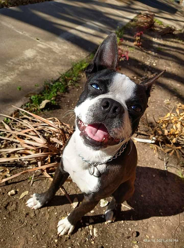 Bronx is registered to the contest to win money with this photo: boston_terrier, bulldog, canidae, carnivore, collar, companion_dog, dog, dog_breed, dog_collar, eye, fawn, french_bulldog, grass, leash, mammal, plant, soil, sporting_group, whiskers, working_animal