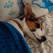 Lexie a rejoint le concours — aidez-le/la à gagner de superbes lots ! animal, artistic, bed, blanket, blue, brown, collar, comfort, cozy, dog, fish, fur, indoor, pattern, pet, pillow, relaxation, rest, sleeping, white