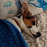 dog, sleeping, blanket, pillow, blue, white, brown, bed, rest, cozy, indoor, pattern, artistic, fish, animal, pet, comfort, relaxation, collar, fur