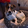 dog, pet, canine, bed, star_pattern, couch, indoor, cozy, fur, collar, ears, nose, relaxed, looking_at_camera, animal, domestic_animal, home, comfort, resting, living_room