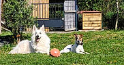 Lexie a rejoint le concours — aidez-le/la à gagner de superbes lots ! animal, ball, canine, daylight, dog, fence, grass, greenery, happy, nature, outdoor, pet, playful, resting, shed, summer, sunny, tree, wood, yard