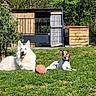 dog, grass, outdoor, sunny, ball, shed, tree, nature, pet, animal, greenery, yard, playful, resting, canine, fence, wood, happy, summer, daylight