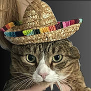 Franny is registered to the contest to win money with this photo: animal, blurred_background, cat, close_up, costume, ears, eyes, face, funny, fur, hat, headwear, human_hand, indoor, pet, pink_nose, portrait, sombrero, tabby_cat, whiskers