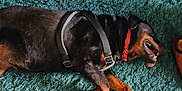 Baby Girl joined the competition — help win amazing prizes! ball, black_dog, books, carpet, dog, feet, floor, furniture, home, indoor, person, pet, photograph, red_collar, relaxed, shelf, shoe, sneaker, tongue_out, toy