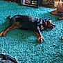 Baby Girl is registered to the contest to win money with this photo: bag, black_and_tan, books, bookshelf, cables, carpet, casual, collar, dog, floor, furniture, home, indoor, living_room, pet, photograph_frames, relaxed, shoes, tongue_out, wooden_floor