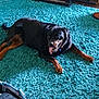 animal, black_dog, brown_paws, canine, carpet, dog, domestic_animal, floor, furniture, happy, indoor, living_room, pet, photo_frames, relaxed, resting, rottweiler, shelf, tongue, tongue_out