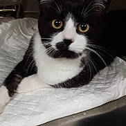 Arthur a rejoint le concours — aidez-le/la à gagner de superbes lots ! cat, tuxedo_cat, yellow_eyes, pet, indoor, resting, white_fur, black_fur, whiskers, face, ears, curious, close_up, animal, mammal, feline, laying_down, metal_surface, blanket, dim_light