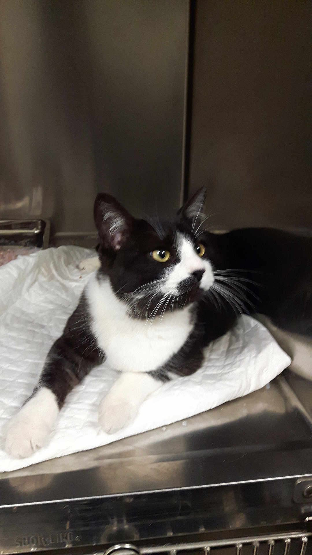 Arthur a rejoint le concours — aidez-le/la à gagner de superbes lots ! cat, black_and_white, indoor, pet, animal, fur, whiskers, paws, alert, curious, resting, metal_surface, enclosure, white_pad, closeup, feline, young_cat, domestic_cat, side_view, looking_away