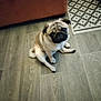 animal, beige, brown, companion, curious, cute, dog, domestic, floor, furniture, house, indoor, patterned_rug, pet, pug, puppy, rug, sitting, small_dog, wooden_floor