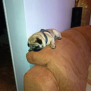 Rocky a rejoint le concours — aidez-le/la à gagner de superbes lots ! animal, brown_couch, canine, couch, cozy, dog, floor, fur, furniture, harness, home, indoor, living_room, napping, pet, pug, relaxed, resting, sleeping, wall