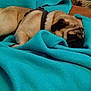 dog, pug, sleeping, blanket, turquoise, fur, pet, resting, indoor, cozy, wrinkled_face, animal, cute, comfort, relaxation, closeup, domestic_animal, canine, snout, leash