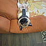 Rocky participe au concours pour gagner de l'argent avec cette photo : animal, canine, companion, couch, cute, dog, domestic, floor, fur, indoor, orange_couch, patterned_rug, pet, pug, relaxed, resting, rug, small_dog, upside_down, wooden_floor