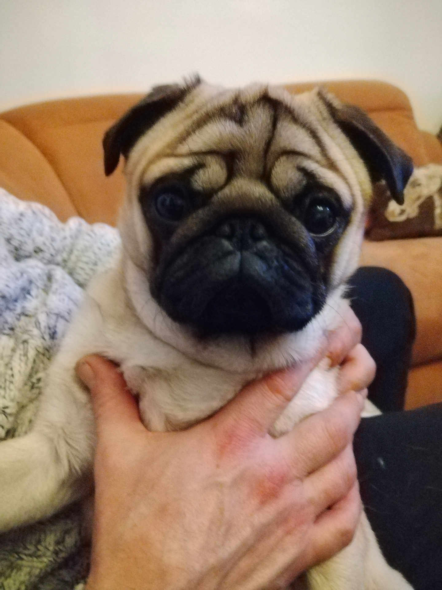 Rocky participe au concours pour gagner de l'argent avec cette photo : pug, dog, pet, hand, close_up, indoor, couch, knitted_blanket, animal, face, fur, wrinkles, cute, companion, mammal, domestic_animal, expression, eyes, snout, holding
