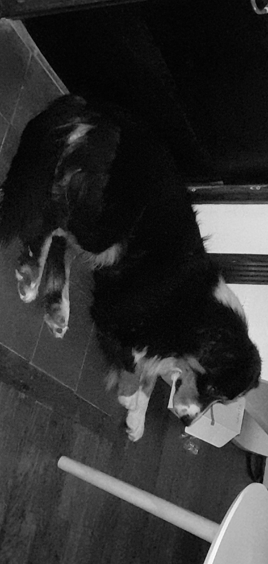 Pomponnette participe au concours pour gagner de l'argent avec cette photo : black_and_white, canidae, carnivore, companion_dog, dog, dog_breed, felidae, flooring, fur, monochrome, monochrome_photography, room, shadow, small_to_medium_sized_cats, snout, sporting_group, style, tail, tints_and_shades, whiskers