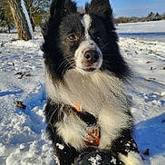 Oréo participe au concours pour gagner de l'argent avec cette photo : animal, black_and_white, border_collie, canine, cold, daylight, dog, ears, fur, landscape, muzzle, nature, outdoor, pet, playful, snout, snow, snowflakes, tree, winter
