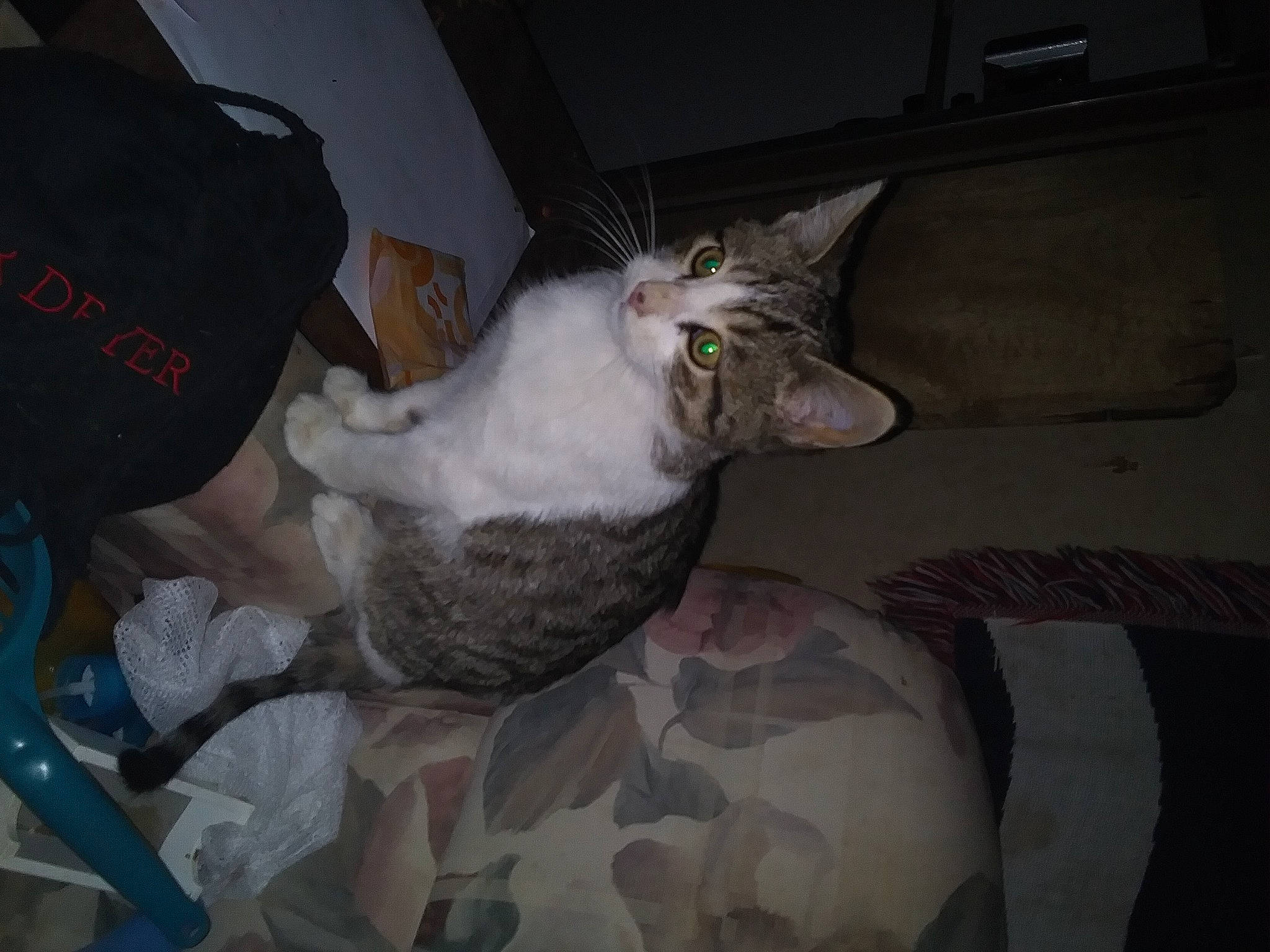 Gremlin joined the competition — help win amazing prizes! carnivore, cat, comfort, domestic_short_haired_cat, felidae, fur, grey, paw, room, small_to_medium_sized_cats, tail, whiskers, wood