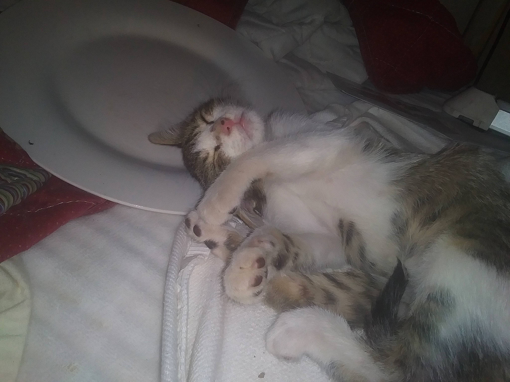 Gremlin joined the competition — help win amazing prizes! bed, canidae, carnivore, cat, claw, comfort, domestic_short_haired_cat, felidae, fur, nap, paw, sleep, small_to_medium_sized_cats, tail, whiskers