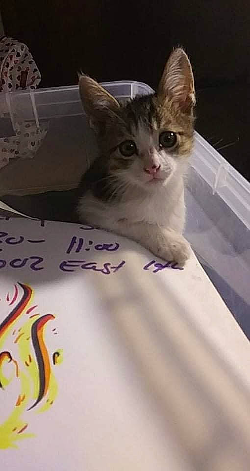 Gremlin joined the competition — help win amazing prizes! carnivore, cat, domestic_short_haired_cat, fawn, felidae, font, fur, handwriting, paw, pet_supply, photo_caption, small_to_medium_sized_cats, tail, visual_arts, whiskers, writing