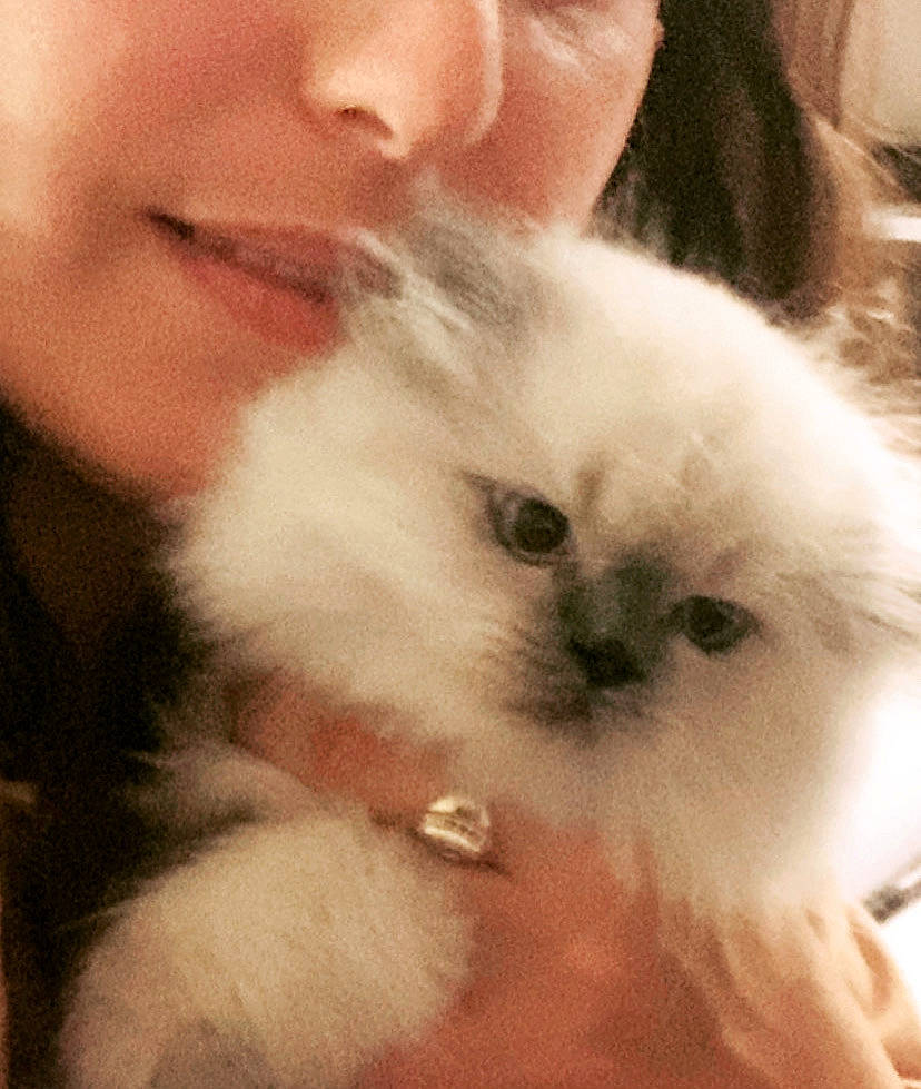 Sparks is registered to the contest to win money with this photo: carnivore, cat, facial_hair, felidae, fur, interaction, iris, lip, love, moustache, nail, persian, selfie, skin, small_to_medium_sized_cats, snout, whiskers