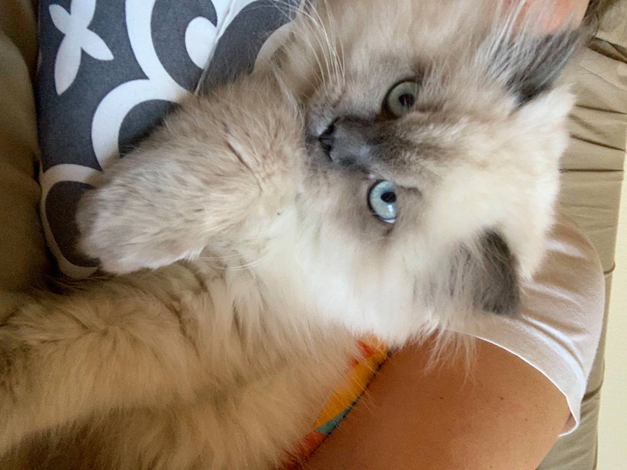 Sparks joined the competition — help win amazing prizes! beige, carnivore, cat, collar, fawn, felidae, fur, iris, natural_material, skin, small_to_medium_sized_cats, snout, terrestrial_animal, vertebrate, whiskers, working_animal