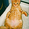 animal, belly_up, blanket, cat, curtain, cute, ears, feline, ginger_cat, green_eyes, indoor, kitten, lying_down, orange_fur, paws, pet, relaxed, tail, whiskers, window