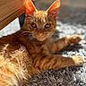 animal, carpet, cat, ears, eyes, feline, fur, ginger_cat, indoor, lying_down, nose, orange_cat, pet, portrait, relaxed, rug, short_hair, sunlight, whiskers, wood