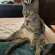 Pineapple is registered to the contest to win money with this photo: alert, animal, bed, bow_tie, cat, collar, cute, domestic_cat, ears, fur, furniture, green_eyes, indoor, living_room, pet, quilted_blanket, relaxed, sitting, tabby_cat, whiskers