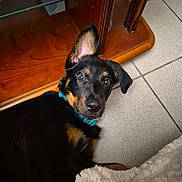 Bounty a rejoint le concours — aidez-le/la à gagner de superbes lots ! puppy, dog, black, tan, curious, ear_up, blue_collar, floor, tile, wooden_cabinet, indoor, pet, young_dog, looking_up, fur, animal, cute, companion, domestic_animal, blanket