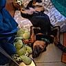 black_and_tan, blue_blanket, collar, cozy, cushion, dog, dog_bed, floor, frog_toy, indoor, lying_down, paw, pet_bed, playful, relaxed, sleeping, stuffed_toy, tile_floor, toy, upside_down