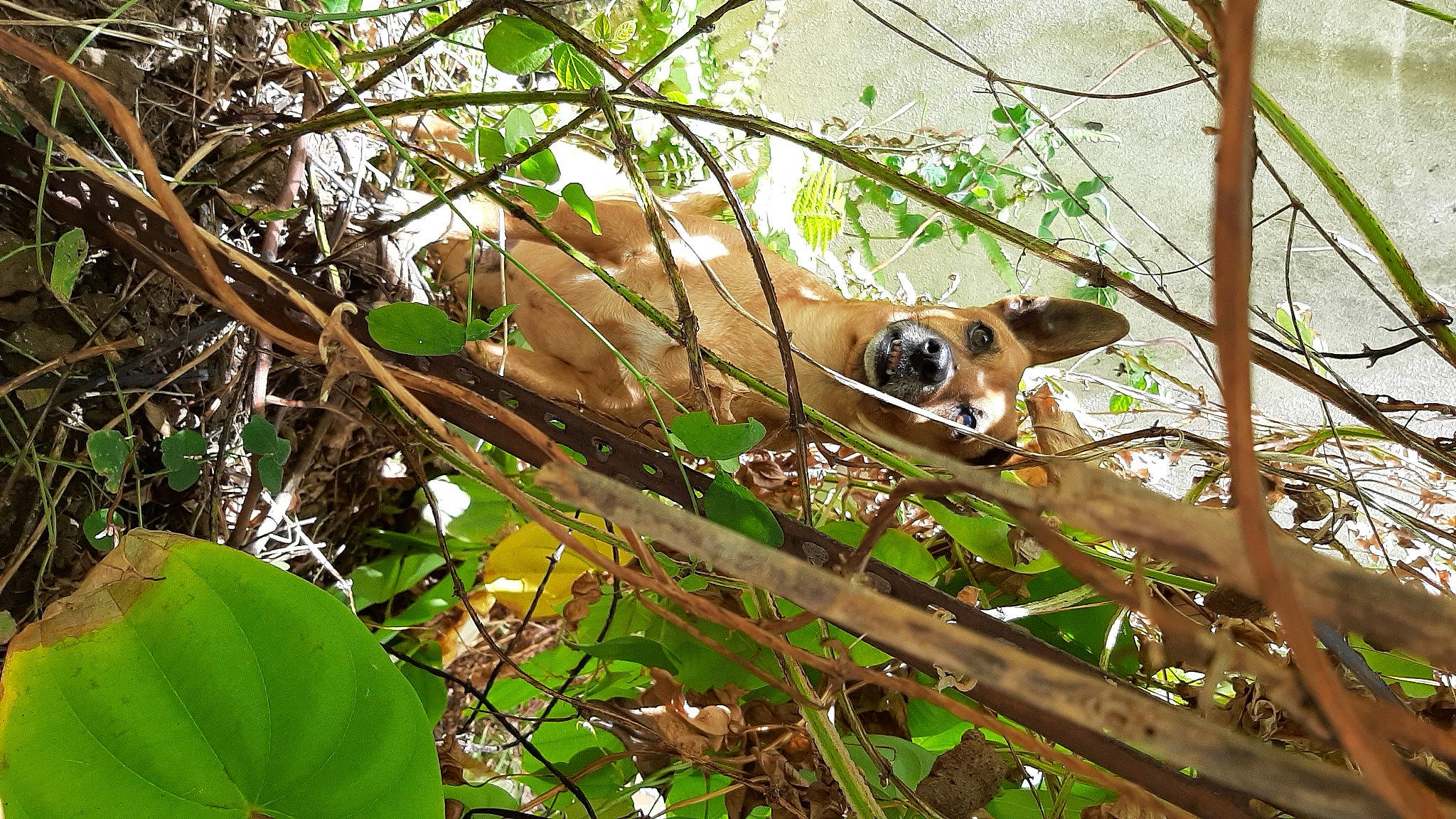 Numérobis a rejoint le concours — aidez-le/la à gagner de superbes lots ! antelope_squirrels, branch, carnivore, fawn, felidae, forest, grass, jungle, marsupial, perching_bird, plant, plant_stem, red_panda, terrestrial_animal, terrestrial_plant, trunk, twig, vegetation, wildlife, wood
