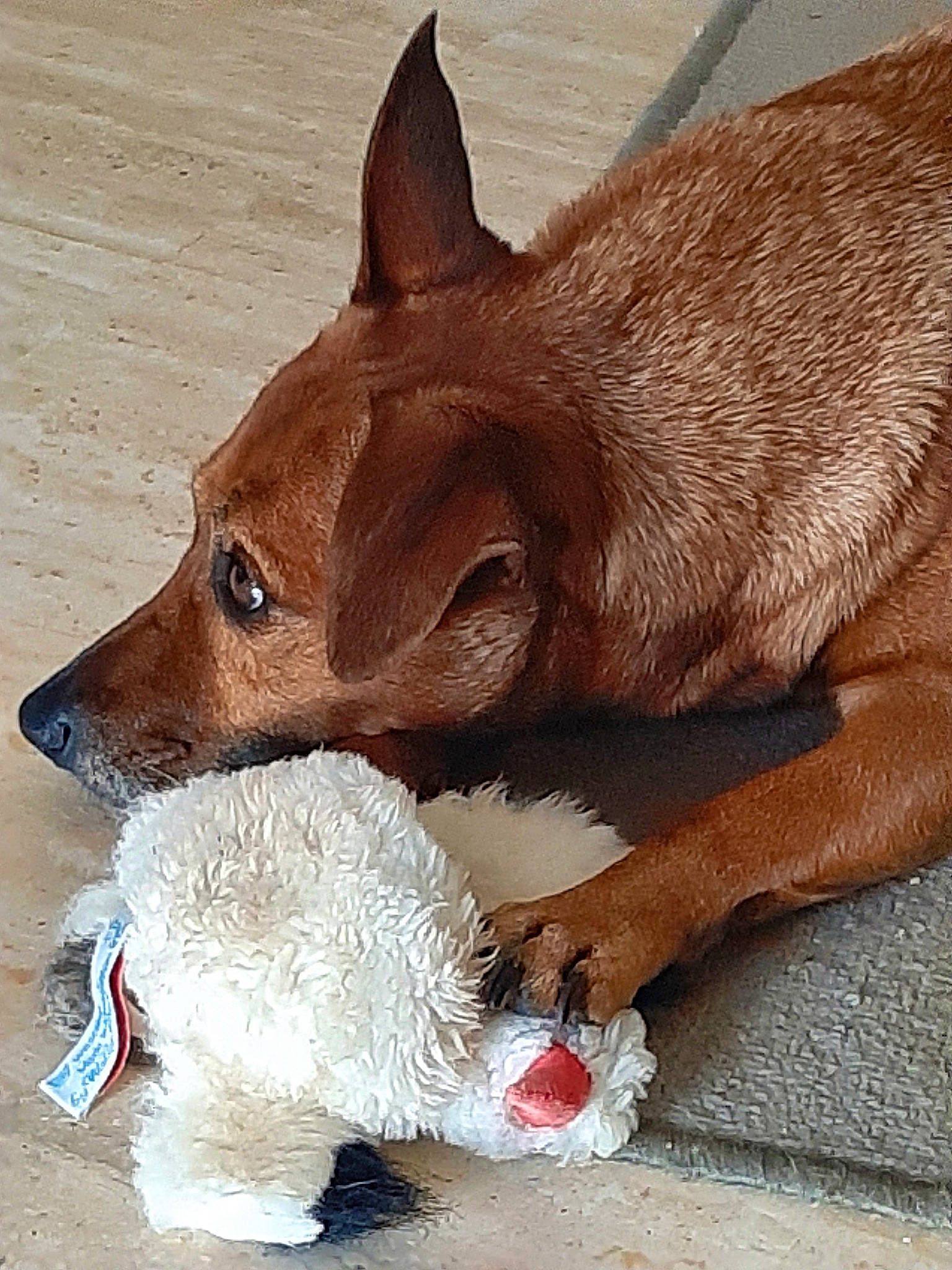 Numérobis participe au concours pour gagner de l'argent avec cette photo : canidae, carnivore, collar, comfort, companion_dog, dog, dog_breed, dog_supply, fawn, fur, liver, non_sporting_group, paw, pet_supply, snout, sporting_group, tail, terrestrial_animal, whiskers, working_animal