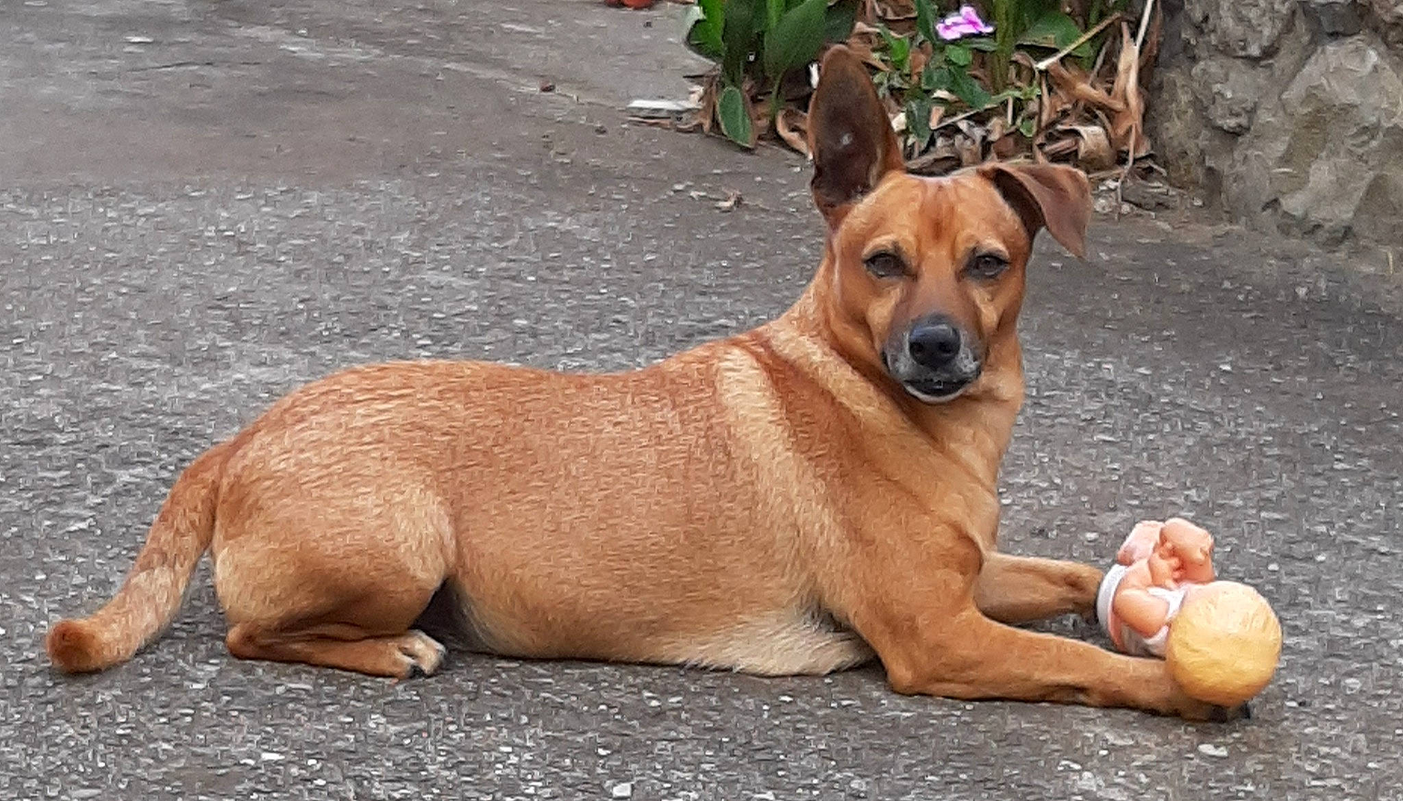 Numérobis a rejoint le concours — aidez-le/la à gagner de superbes lots ! ancient_dog_breeds, aspin, canidae, carnivore, carolina_dog, companion_dog, dog, dog_breed, fawn, mammal, pariah_dog, potcake_dog, rare_breed_dog, snout, sporting_group, street_dog, vertebrate