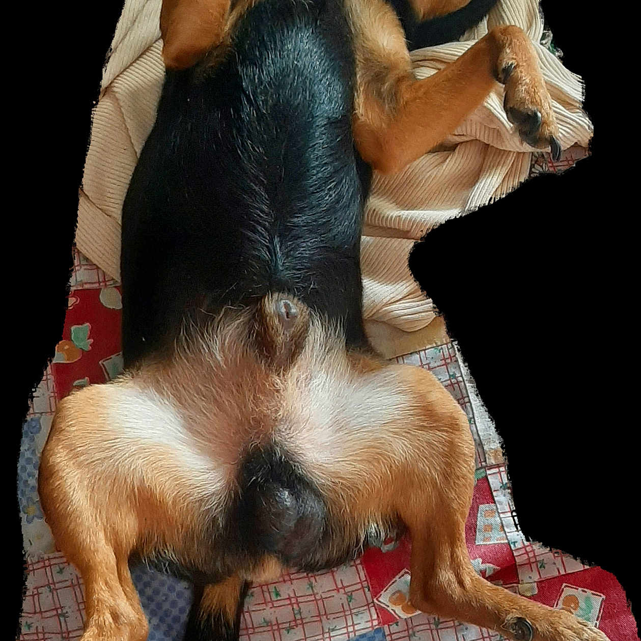 Petitchou participe au concours pour gagner de l'argent avec cette photo : animal, armchair, beagle, blanket, bulldog, canine, chair, chihuahua, couch, cushion, dog, furniture, germanshepherd, homedecor, hound, person, pet, puppy, quilt, sleeping