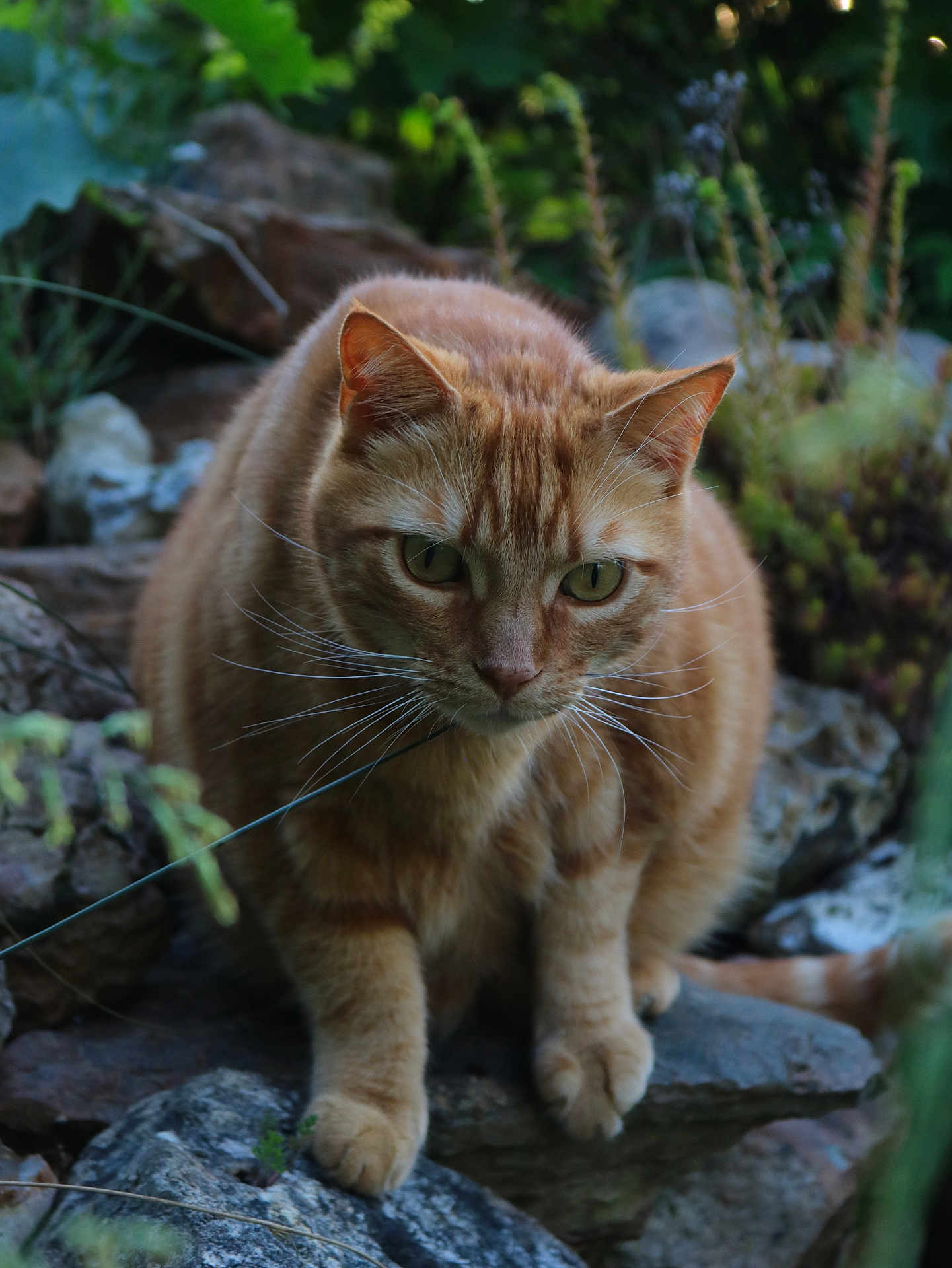 Brooklyn participe au concours pour gagner de l'argent avec cette photo : cat, ginger_cat, outdoor, rocks, greenery, nature, whiskers, animal, feline, curious, close_up, mammal, wildlife, predator, looking_down, ears, fur, paws, alert, quiet