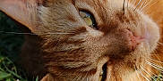 Brooklyn a rejoint le concours — aidez-le/la à gagner de superbes lots ! cat, ginger_cat, close_up, whiskers, grass, outdoor, sunlight, animal, pet, feline, face, eyes, nose, fur, nature, relaxing, lying_down, daylight, mammal, cute
