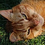 cat, ginger_cat, close_up, whiskers, grass, outdoor, sunlight, animal, pet, feline, face, eyes, nose, fur, nature, relaxing, lying_down, daylight, mammal, cute