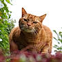 Brooklyn a rejoint le concours — aidez-le/la à gagner de superbes lots ! cat, ginger_cat, animal, pet, outdoor, greenery, plant, nature, closeup, whiskers, fur, curious, mammal, portrait, eyes, face, leaf, bokeh, daylight, garden